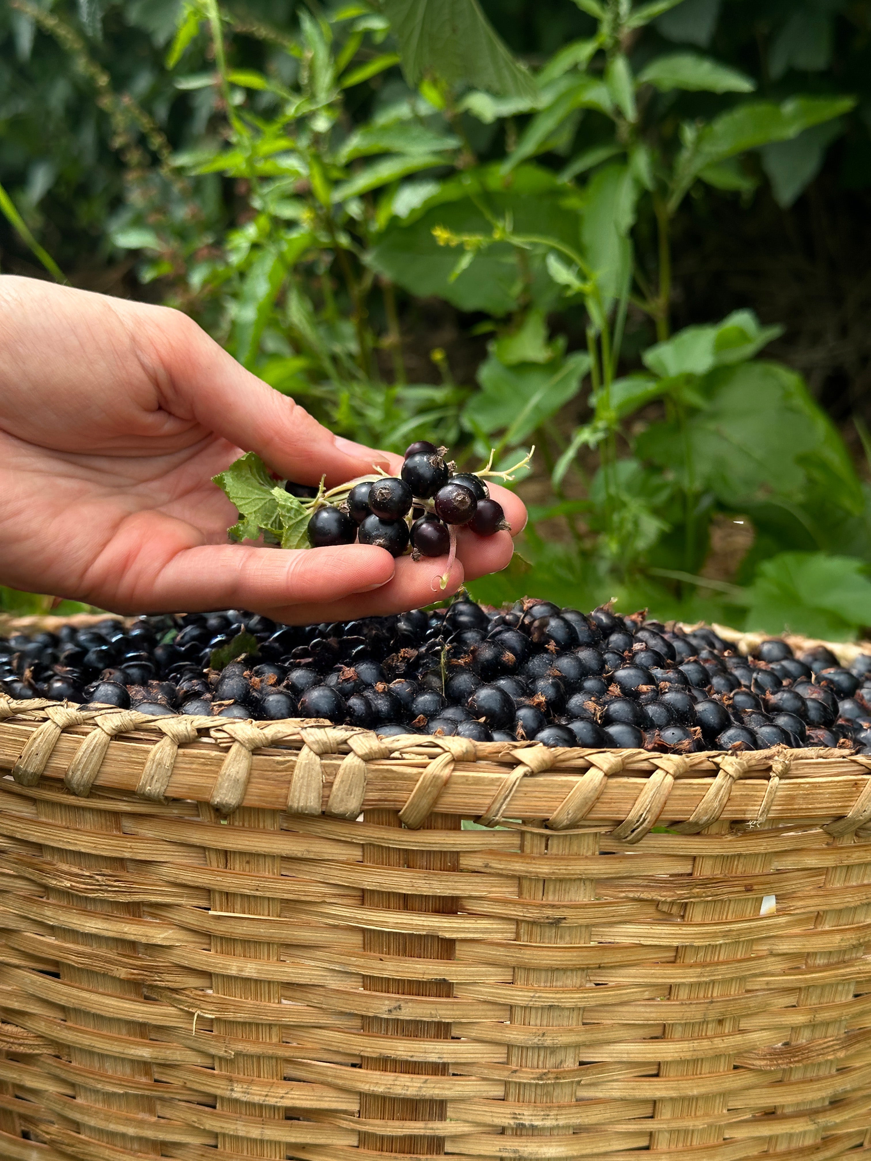 Anthocyanins Explained