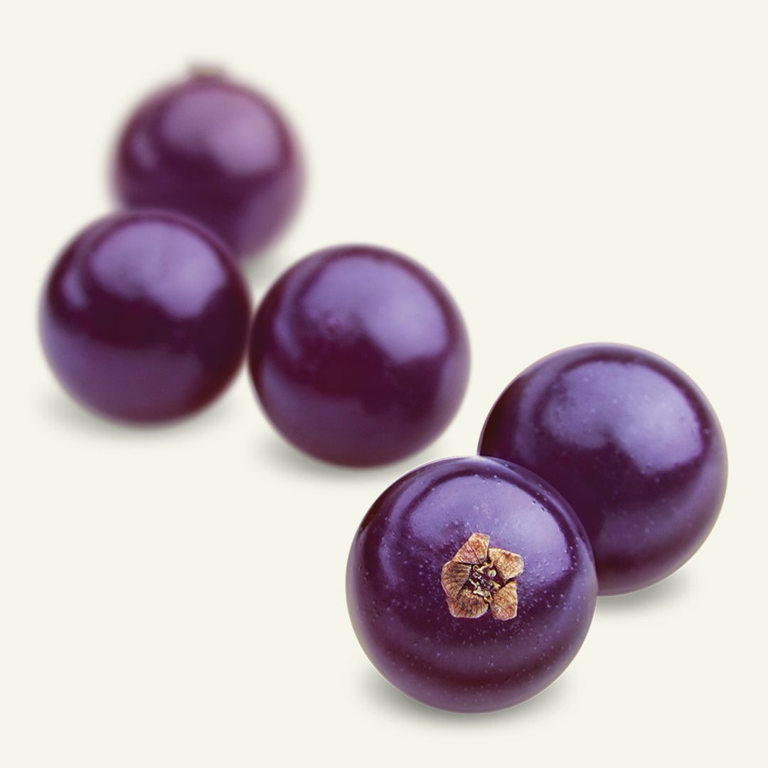 New Study Explores New Zealand Blackcurrants and Exercise Performance