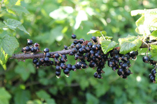 What You Need to Know About Blackcurrants and Skin Health