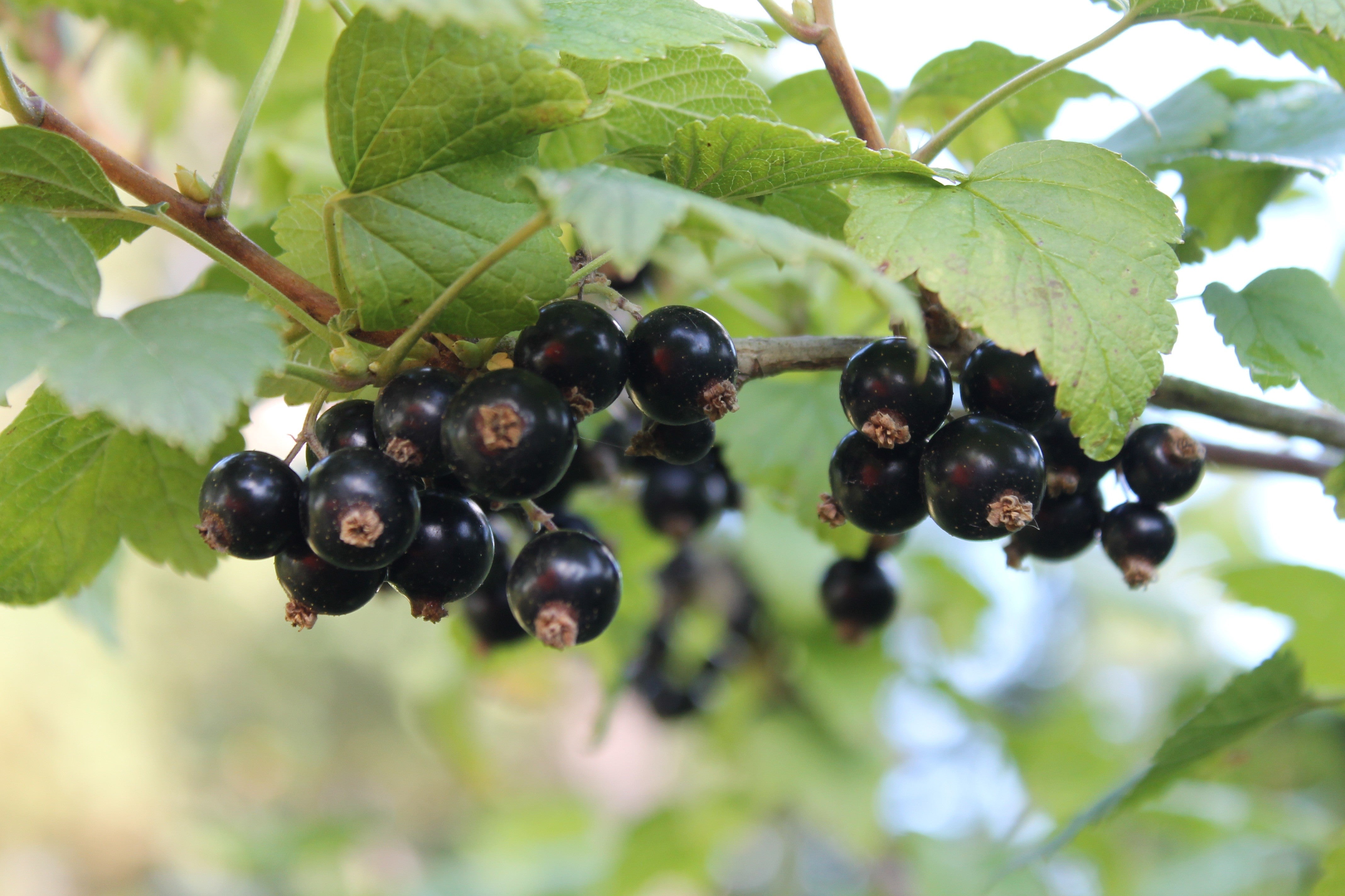 ViBERi USA Online Shop