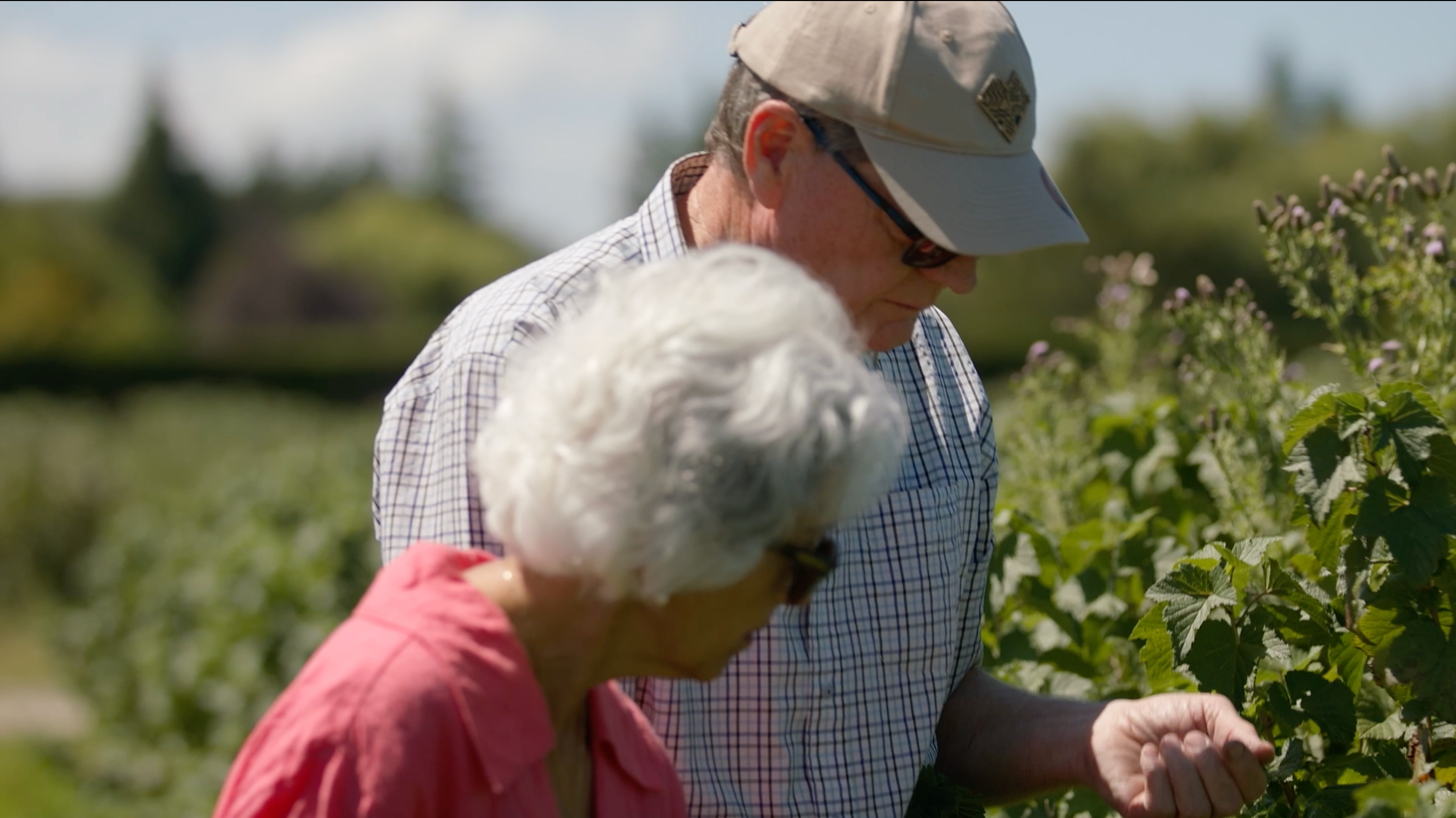 Two people examining blackcurrant plants in a field