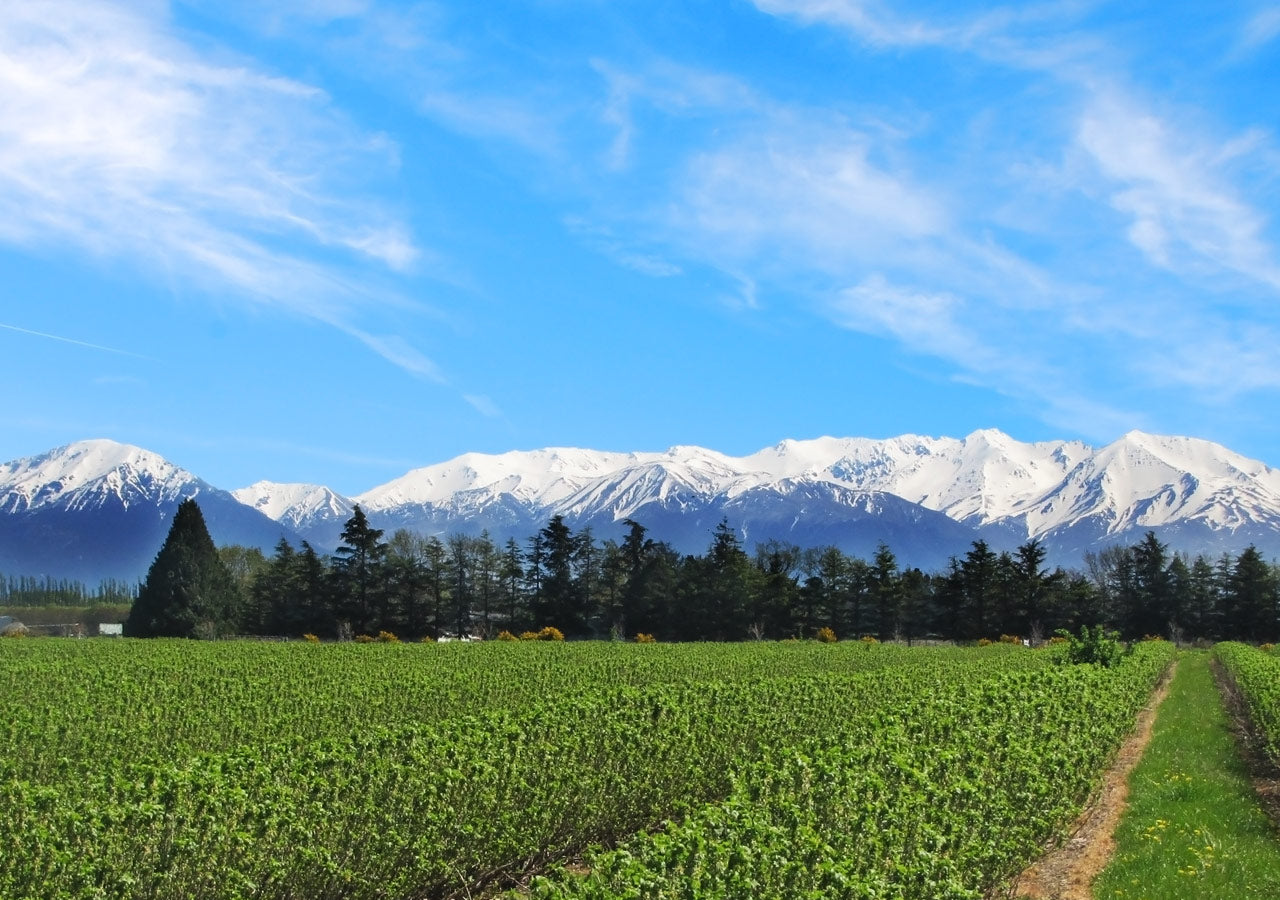 ViBERi Blackcurrant Orchard with Mountains in Background