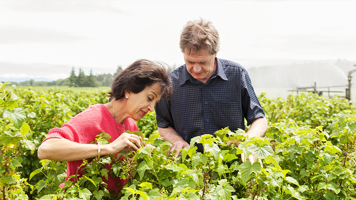 Tony and Afsaneh Howey ViBERi Growers Farmers Looking over ViBERi Organic Blackcurrant Orchard in New Zealand Bushes Berries Black Currant Blackcurrent